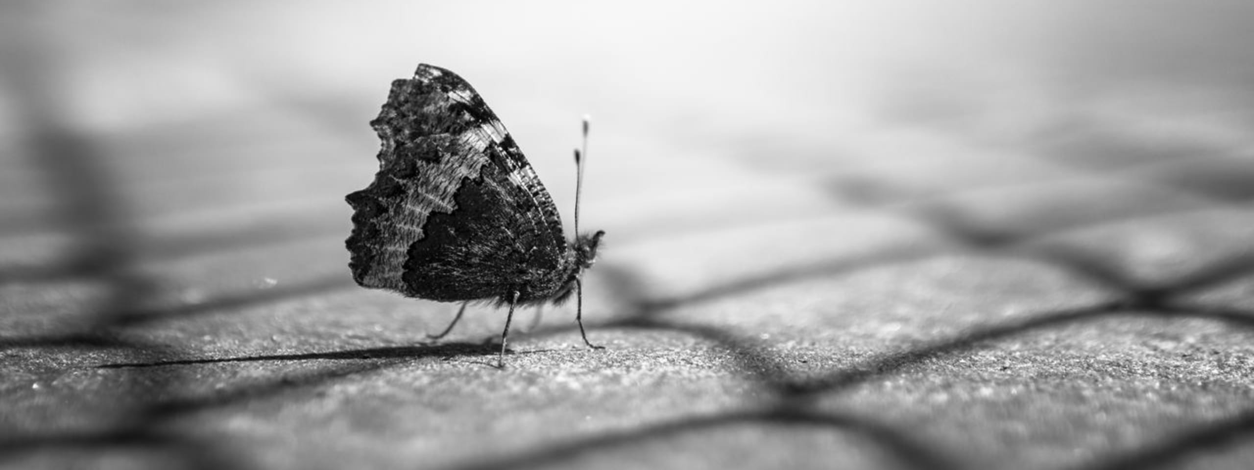 Metamorphosya Chi Siamo – comunità unita dalla passione per il benessere, crescita personale e trasformazione consapevole