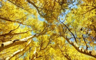 imparare ad essere ottimisti e sviluppare un mindset positivo