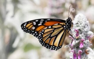 cambio di stagione armonia corpo e mente natura e benessere